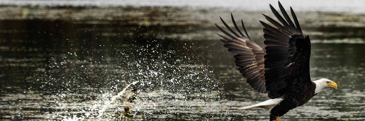 A bald eagle at Orlando Wetlands Park