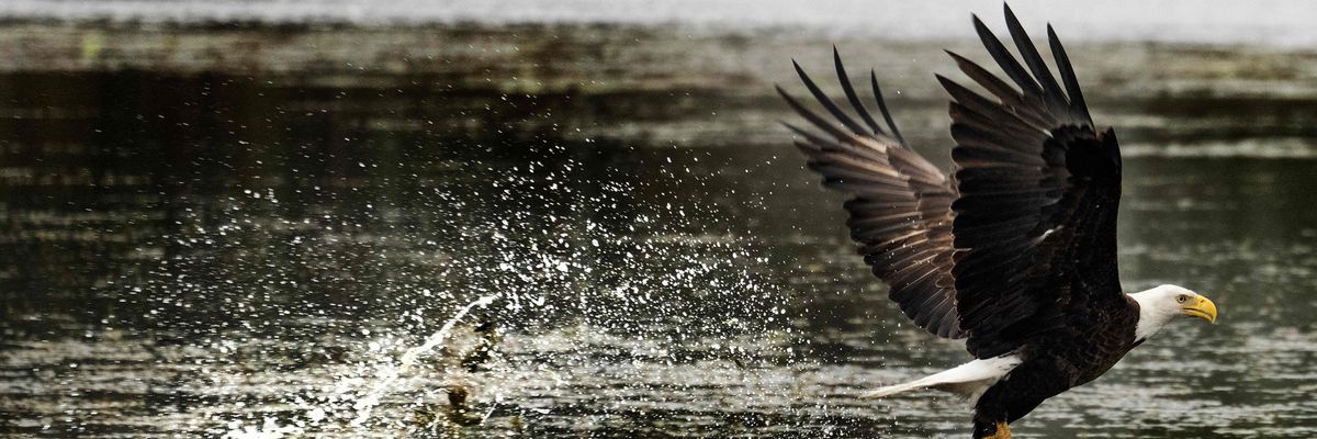 A bald eagle at Orlando Wetlands Park