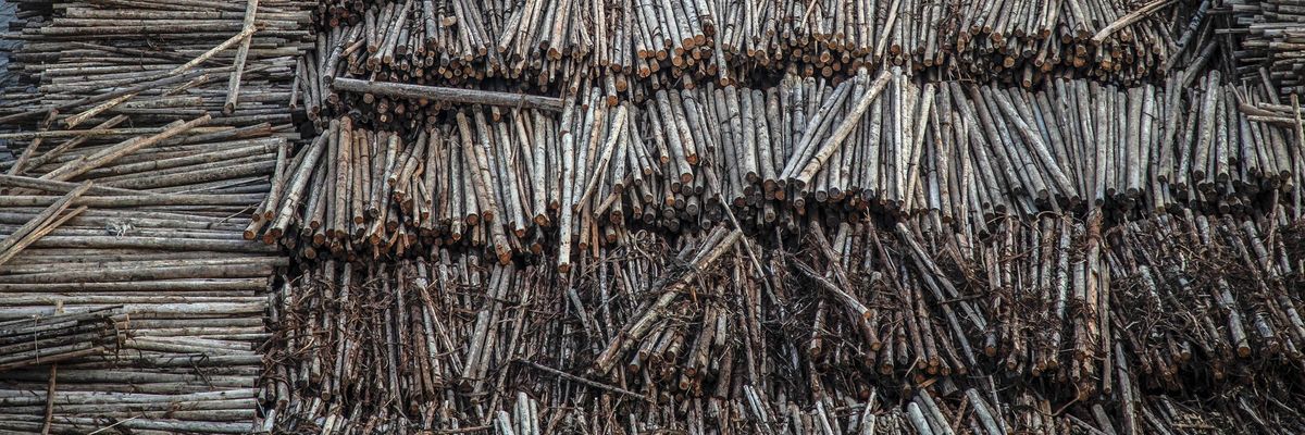 A barge filled with logged timber pulled along the Mahakam River
