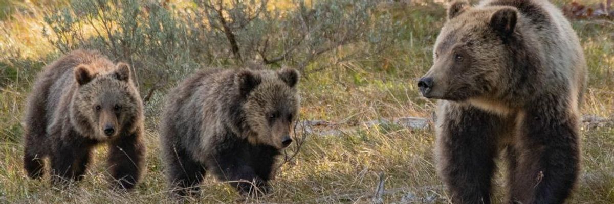 With Nation Focused on Pandemic, Trump Interior Dept. to Greenlight Killing of Bear Cubs and Wolf Pups in Their Dens