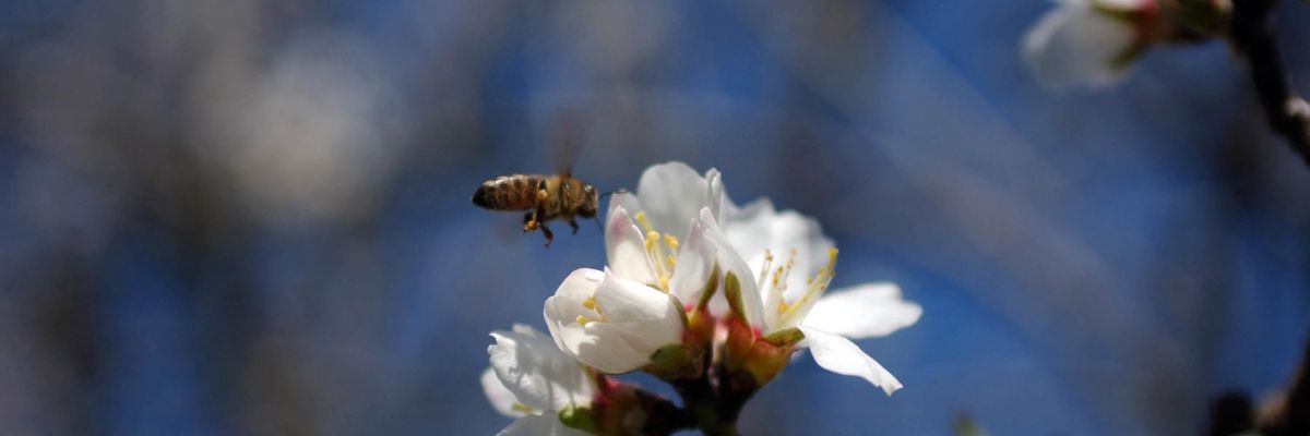 A bee collects nectar off an almond tree near Visalia, California.