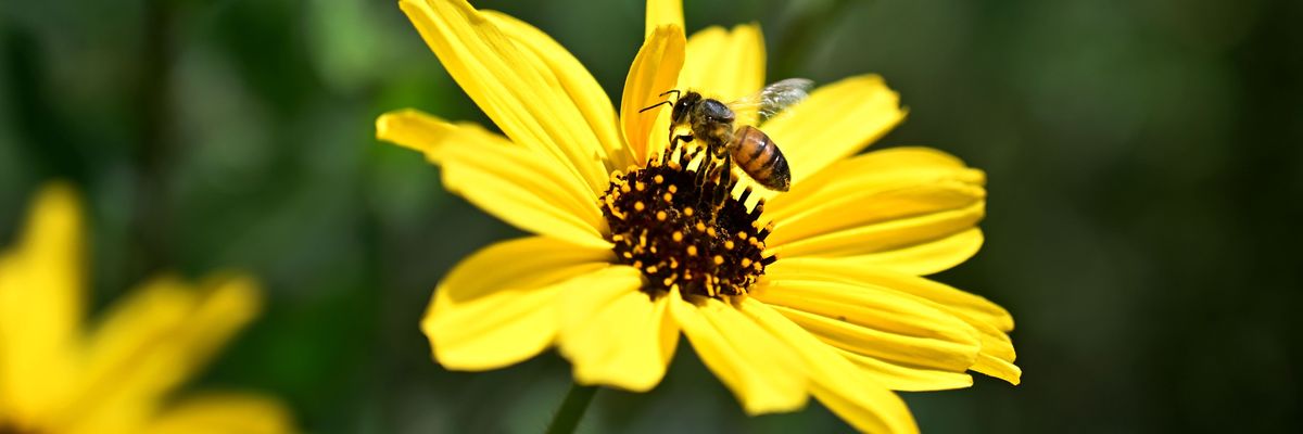 A bee lands on a flower