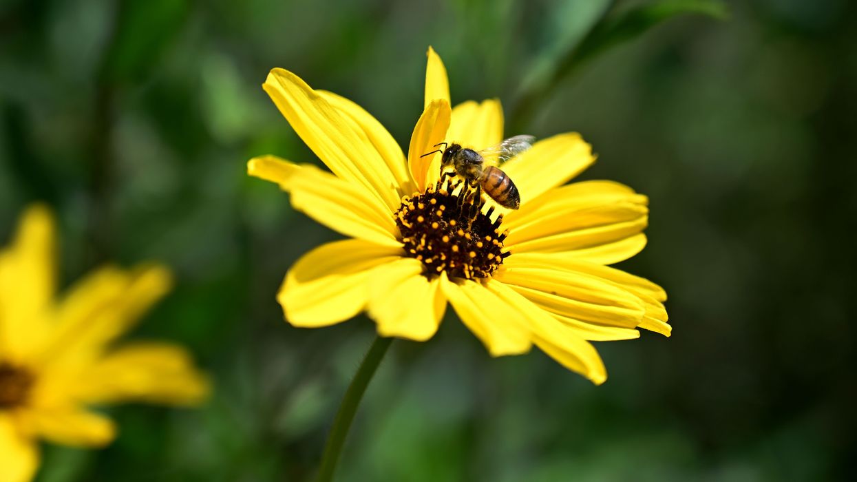 A bee lands on a flower