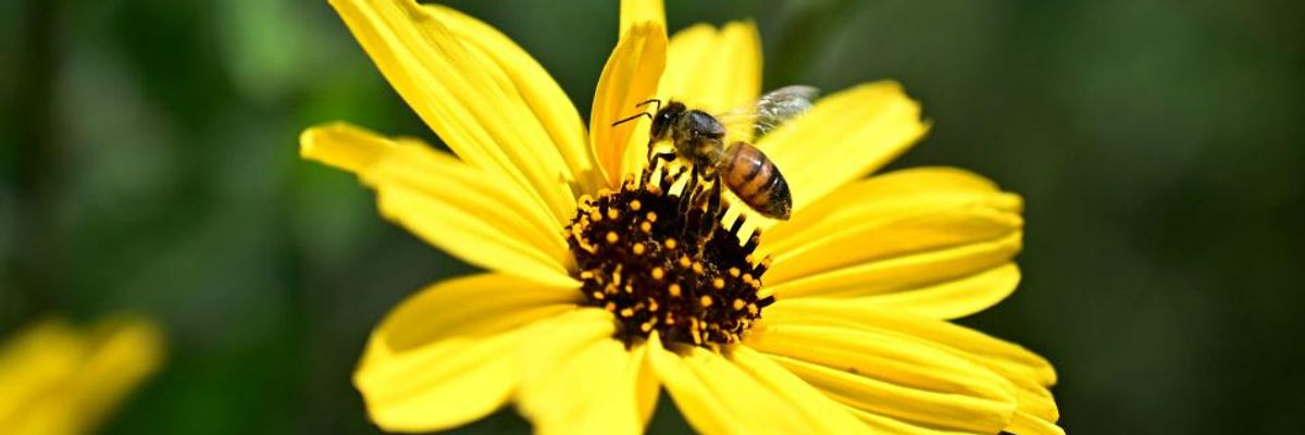 'Alarming' Explosion of Toxic Pesticide Use Causing Insect Apocalypse in United States: Study