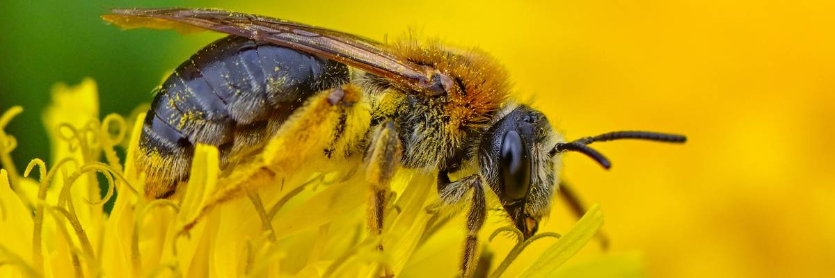 A bee on a dandelion flower.