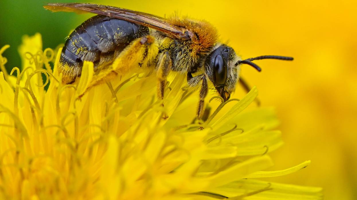 A bee on a dandelion flower.