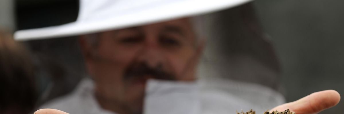 A beekeeper shows dead bees at a protest over the use of harmful chemicals