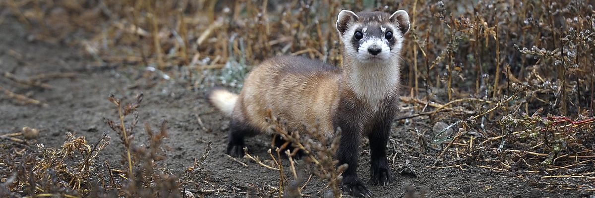 A black-footed ferret in Colorado