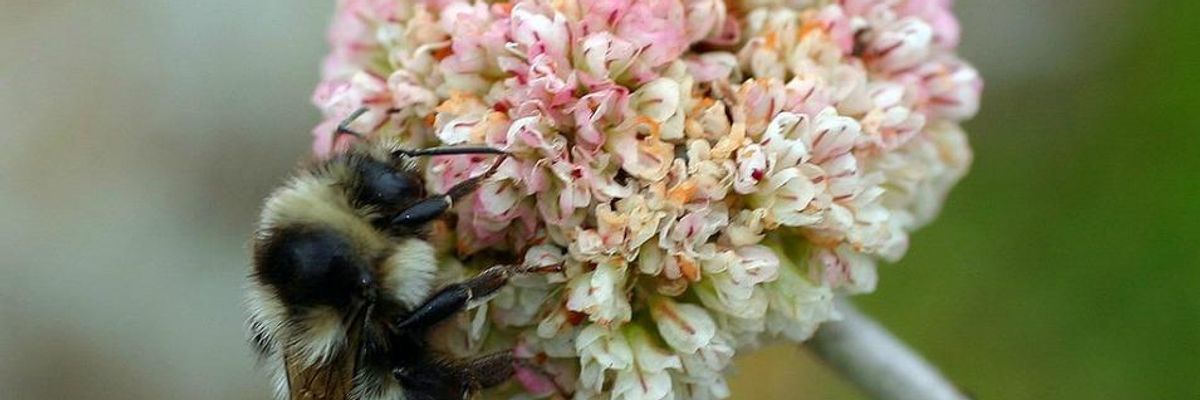 Climate Change 'Crushing Bumblebees in a Vise': Study