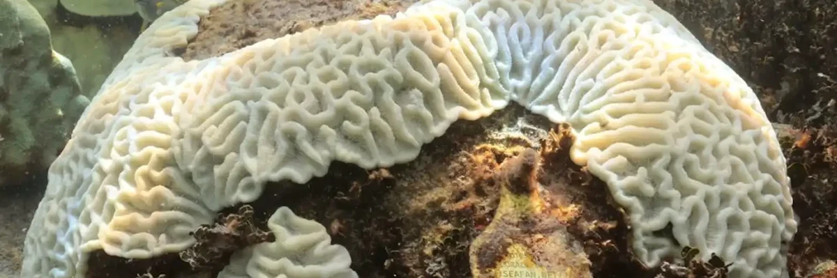 A bleached mound of coral