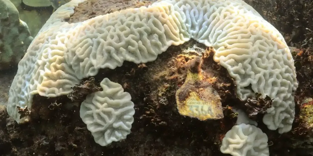 Coral Bleaching Off the Charts in Atlantic as NOAA Warns Ocean Going Crazy Haywire Common Dreams Coral Bleaching Off the Charts in Atlantic as NOAA Warns Ocean Going Crazy Haywire Common Dreams