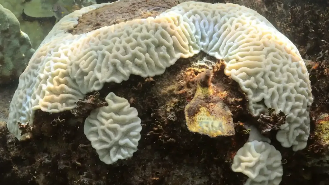 A bleached mound of coral