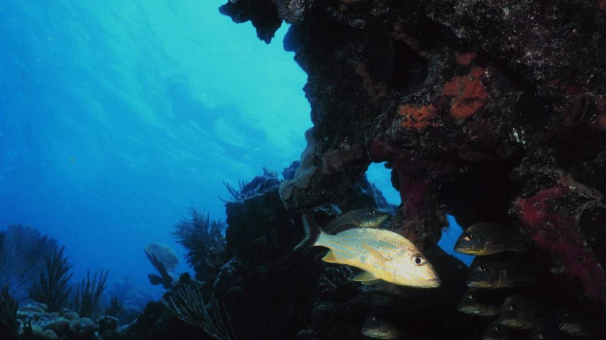 A blue stripe grunt