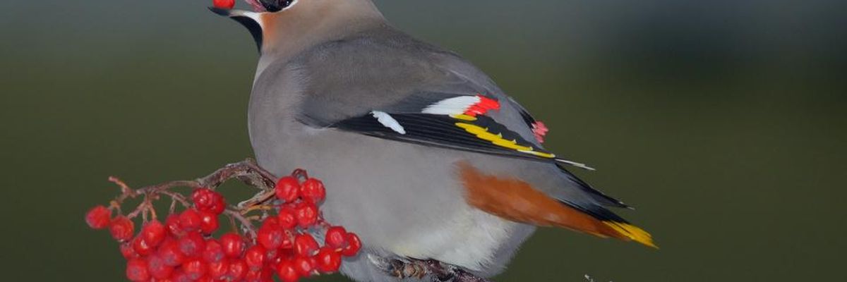 Under Cover of Thanksgiving, Trump Administration Pushes to Relax Rules Protecting Birds