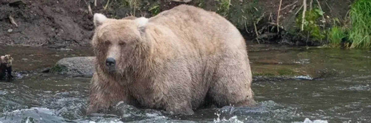 A brown bear.