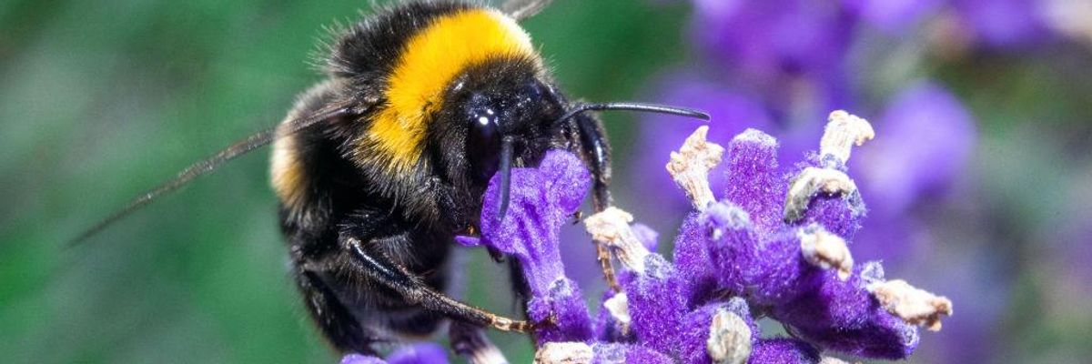 New Study Finds Undisclosed Ingredients in Roundup Lethal to Bumblebees