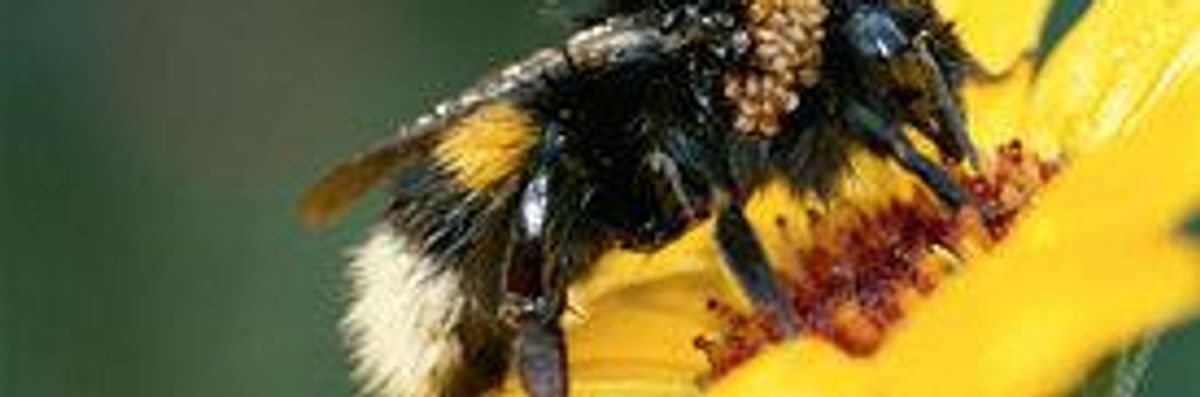 Bumblebees, Too, Face Threat from Toxic Pesticides: Study