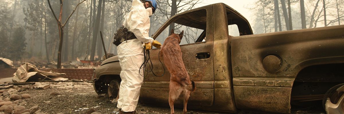 A cadaver dog looks inside a burned out vehicle at the Holly Hills area as search and rescue crews search for human remains in Paradise, California, on November 14, 2018