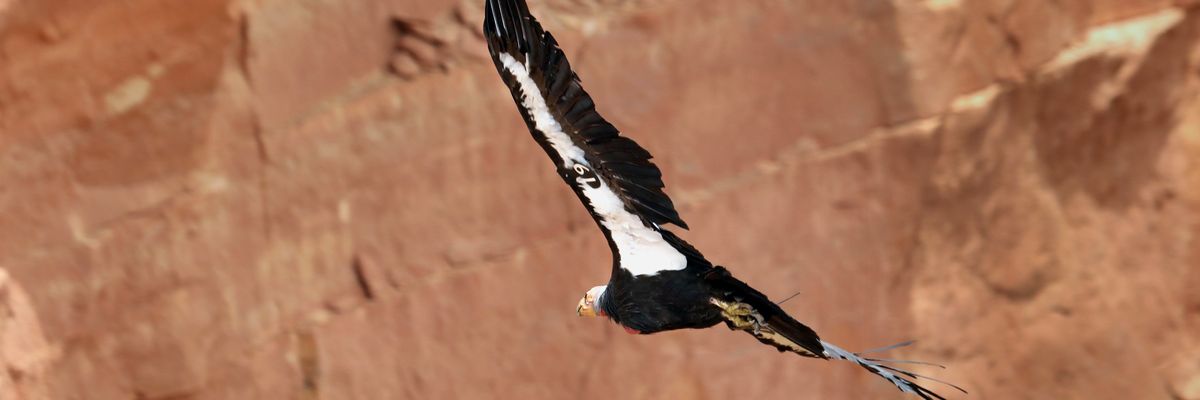 A California condor in flight.