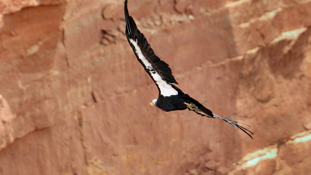 A California condor in flight.