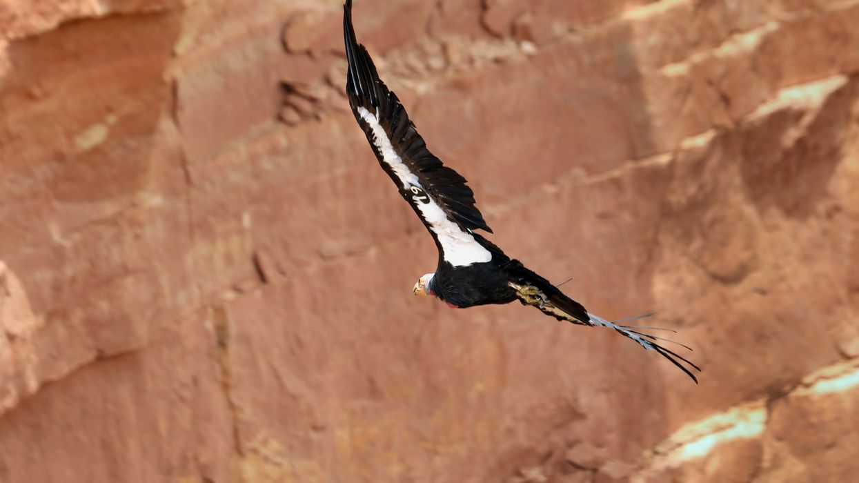 A California condor in flight.