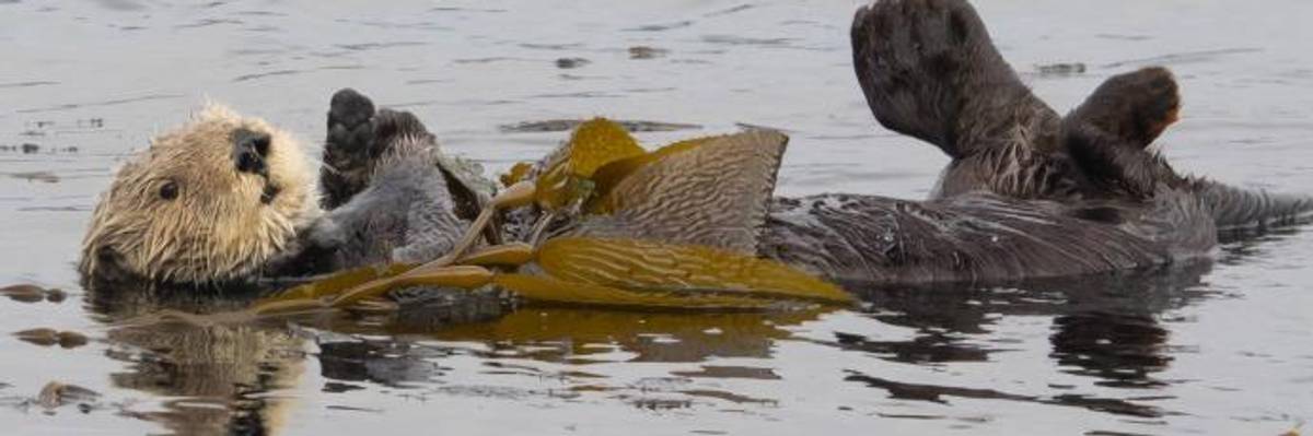 Trump Interior Department Issues 'Death Sentence to Nearly 300 Threatened Species'