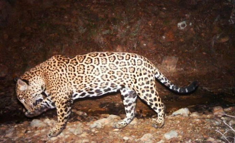 A camera trap image of a jaguar in Arizona, where three of the big cats have been documented in recent years. They are thought to have come into the U.S. from Mexico. Photo courtesy of U.S. Fish and Wildlife Service.