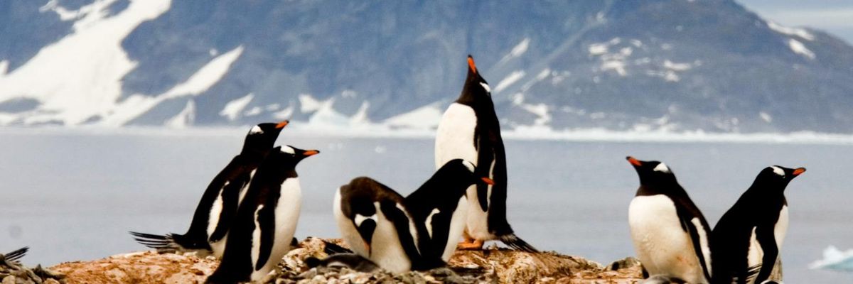 To Save Oceans and Planet, Greenpeace Backs Plan to Create Largest Protected Area on Earth