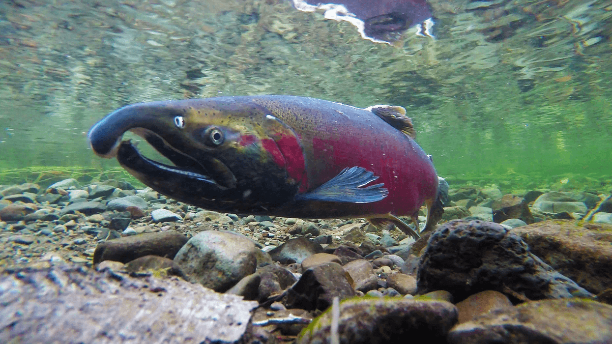 A Coho salmon is seen in clear river waters
