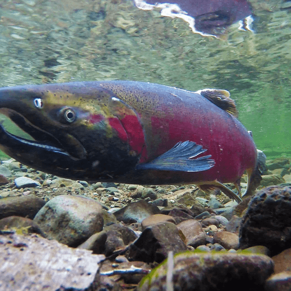 A Coho salmon is seen in clear river waters