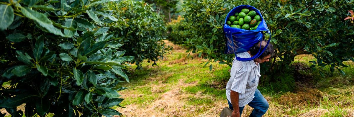 A Colombian farmworker carries a bag of avocados after a harvest on November 21, 2019 near Medellín, Colombia. (Photo: Jan Sochor via Getty Images)