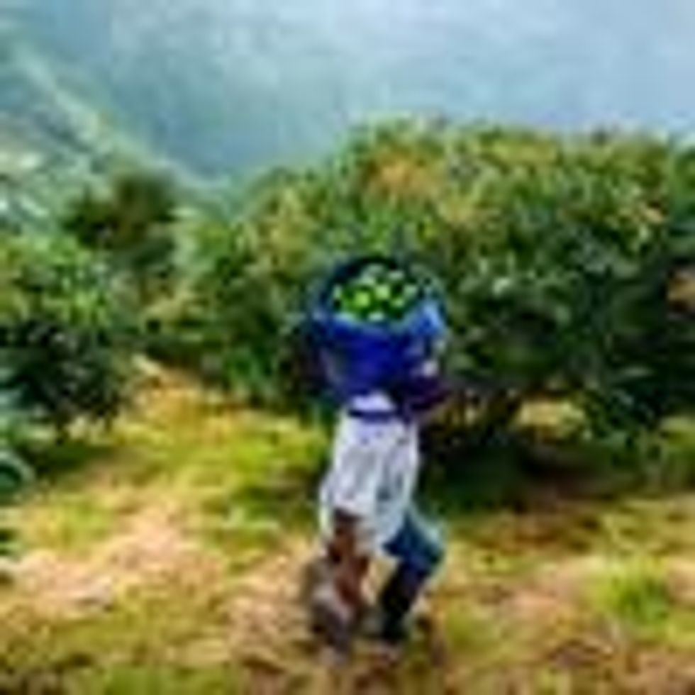 A Colombian farmworker carries a bag of avocados after a harvest on November 21, 2019 near Medellin, Colombia. (Photo: Jan Sochor via Getty Images)