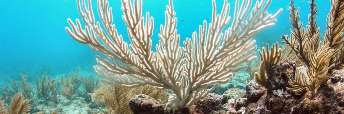 NOAA Research Shows Climate Crisis Primary Cause of 98% of Dead Florida Coral Reef