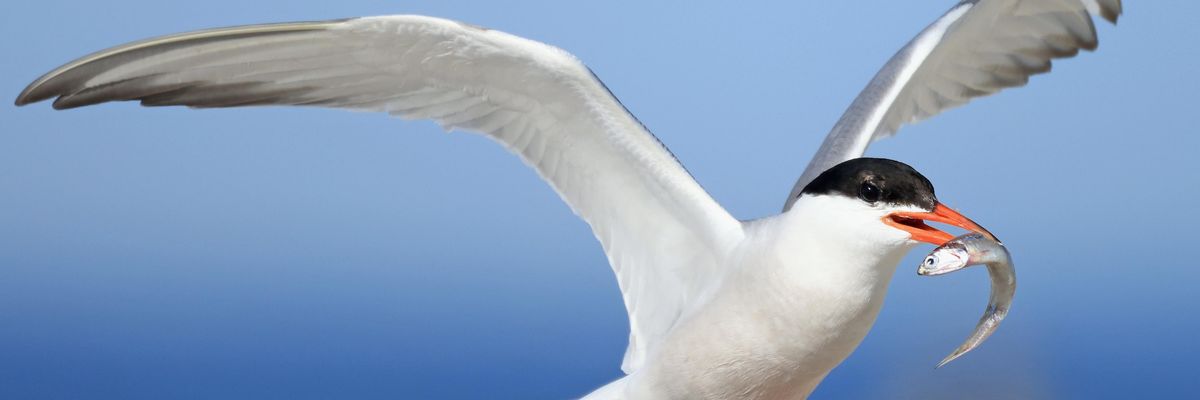 A common tern with a small fish in its beak.