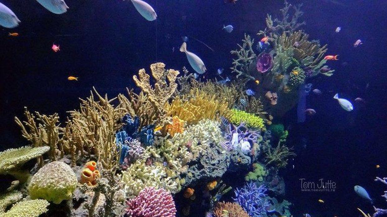 Studies Reveal Climate Tipping Points Could Be Here Much Sooner Than We Thought