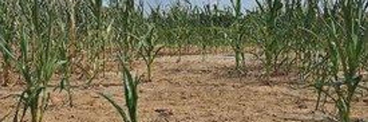 Record US Drought Causes Corn Shortage, Price Hikes