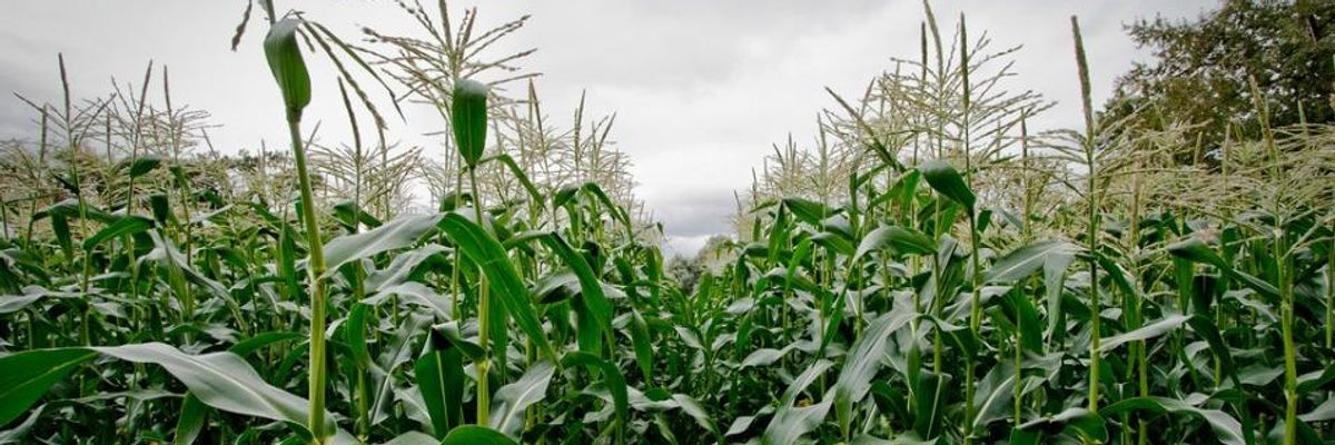Organic Farmers Score New Victory in 'David and Goliath' GMO Fight