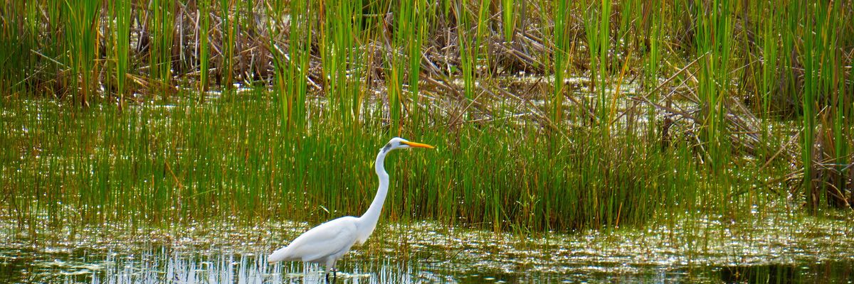 A crane is seen in a wetlands environment.