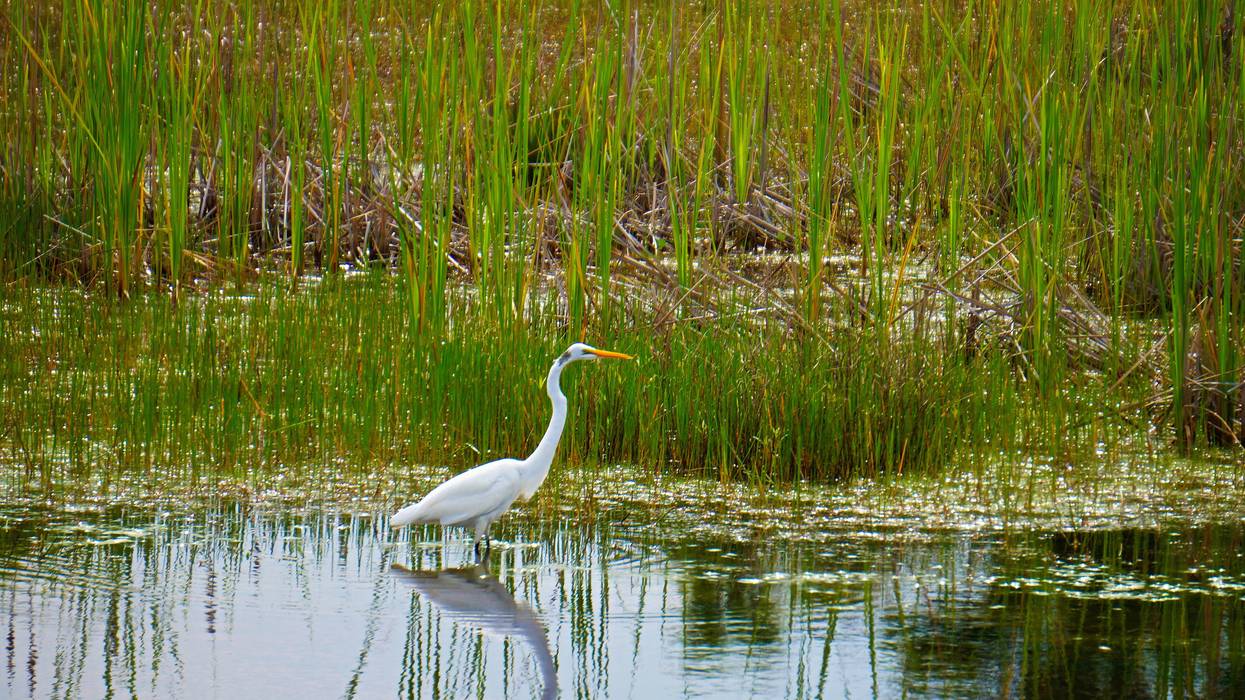 A crane is seen in a wetlands environment.