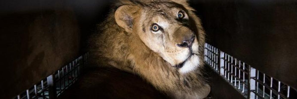 Bill to Ban Circus Animal Suffering Set for Introduction in US Congress