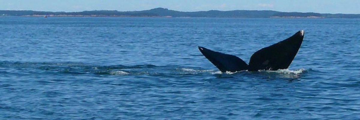 Threatening Whales and Planet, US Opens Up Offshore Oil Exploration
