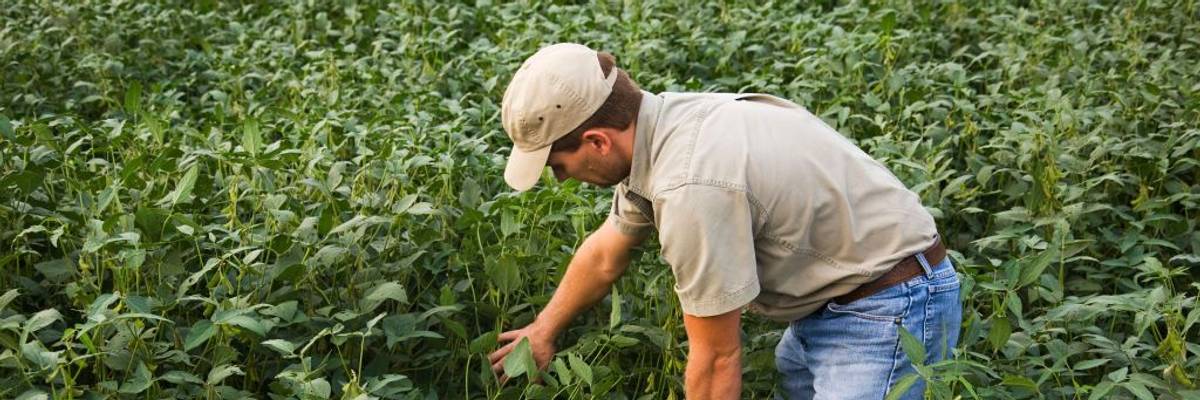 Decimated by Tariffs, US Farmers Warn Trump Bailout Not Nearly Enough to Erase Pain He Caused