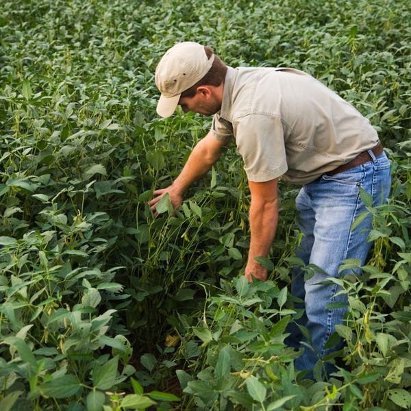 Decimated by Tariffs, US Farmers Warn Trump Bailout Not Nearly Enough to Erase Pain He Caused