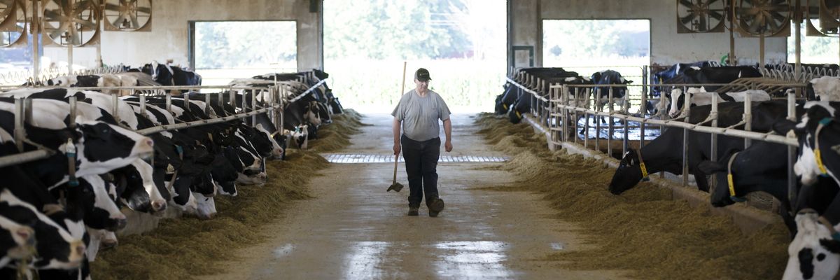 A dairy farmer with his cows in Canada.