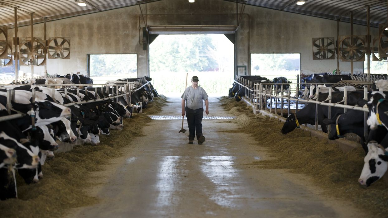 A dairy farmer with his cows in Canada.
