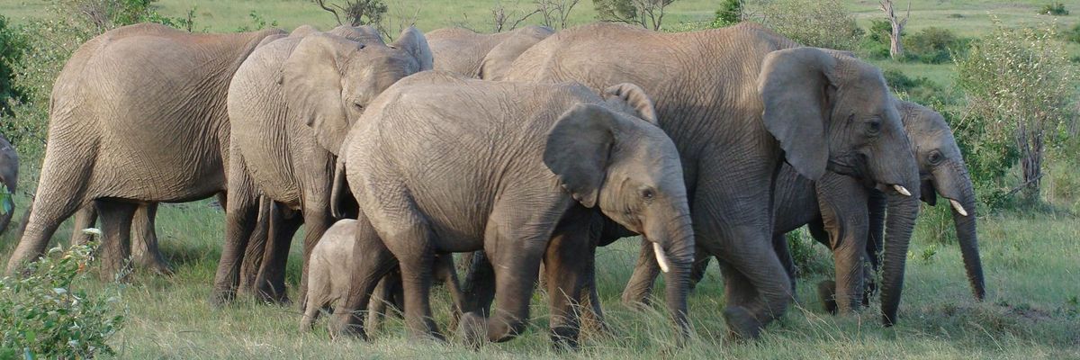 Conservation Groups Slam Trump's 'Reprehensible' Reversal on Elephant Trophies Ban
