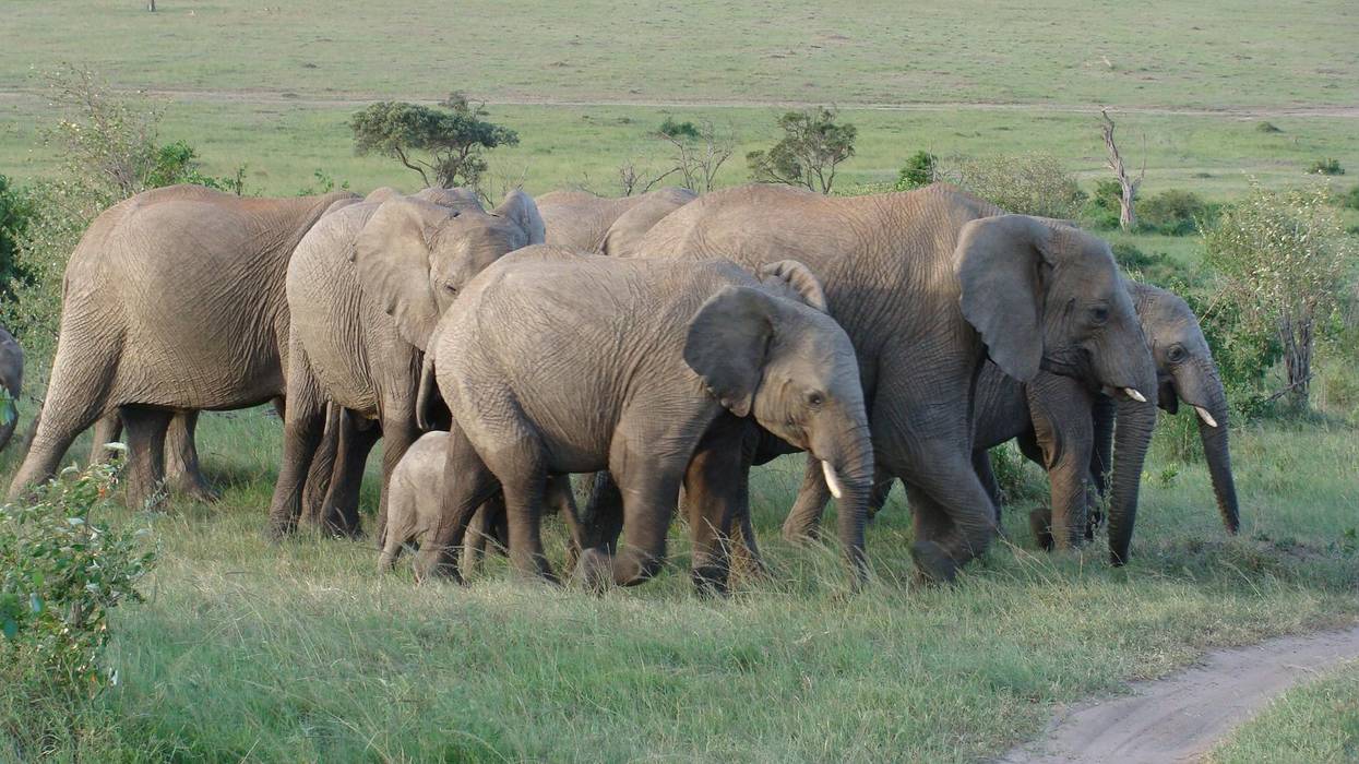 Conservation Groups Slam Trump's 'Reprehensible' Reversal on Elephant Trophies Ban