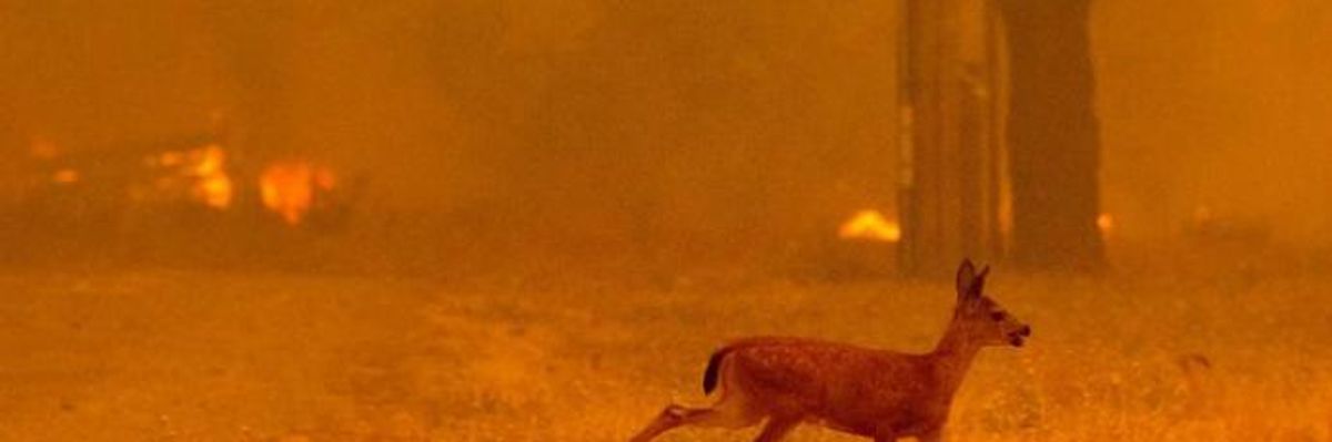 As Study Ties 'Great Dying' of 252 Million Years Ago to Current Climate Crisis, Experts Say Still Time for 'Different Path'