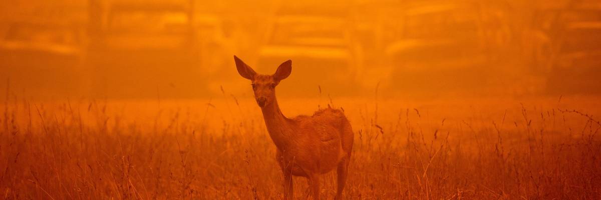 A deer wanders amid smoke of California fire
