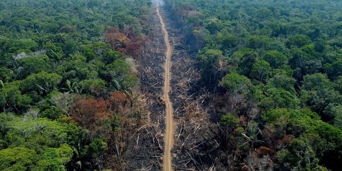 'Not a Single Global Indicator Is on Track' to Reverse Deforestation by ...